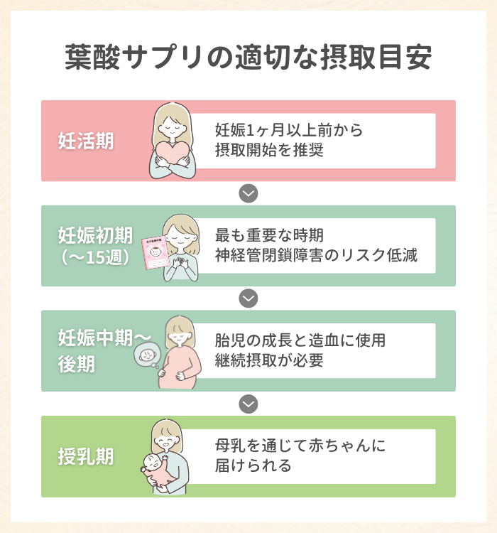 葉酸サプリはいつからいつまで飲む？時期別の適切な摂取目安